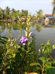 Acanthus ilicifolius