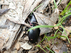 Secatophus australis