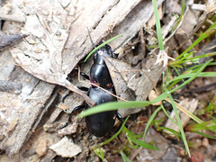 Secatophus australis