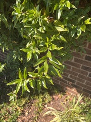 Paederia foetida