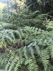 Hypolepis sparsisora