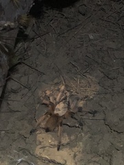 Aphonopelma moderatum