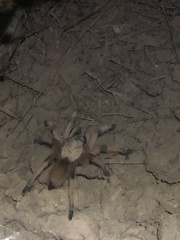 Aphonopelma moderatum