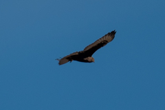 Buteo regalis