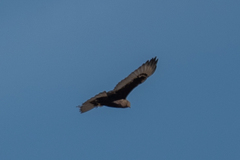 Buteo regalis