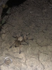 Aphonopelma moderatum