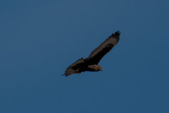 Buteo regalis