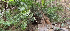 Calameae