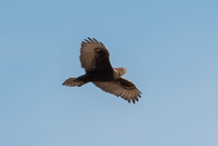 Buteo regalis