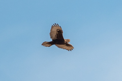 Buteo regalis