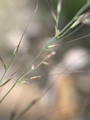 Muhlenbergia