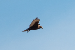 Buteo regalis
