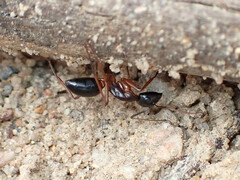 Camponotus