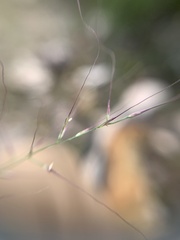 Muhlenbergia