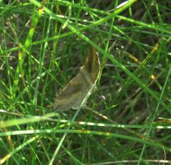 Scotopteryx chenopodiata