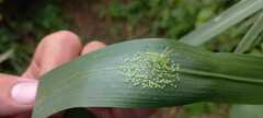 Lyssomanes viridis