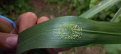 Lyssomanes viridis