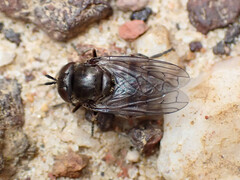Syrphidae