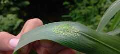 Lyssomanes viridis