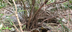 Calameae