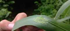 Lyssomanes viridis