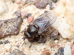 Syrphidae