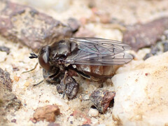 Syrphidae