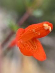 Clinopodium mexicanum