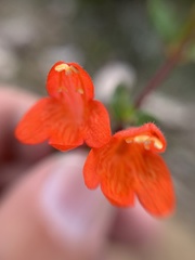 Clinopodium mexicanum