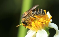 Leuchalictus