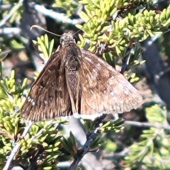 Erynnis tristis