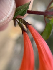 Clinopodium mexicanum