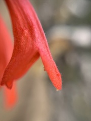 Clinopodium mexicanum