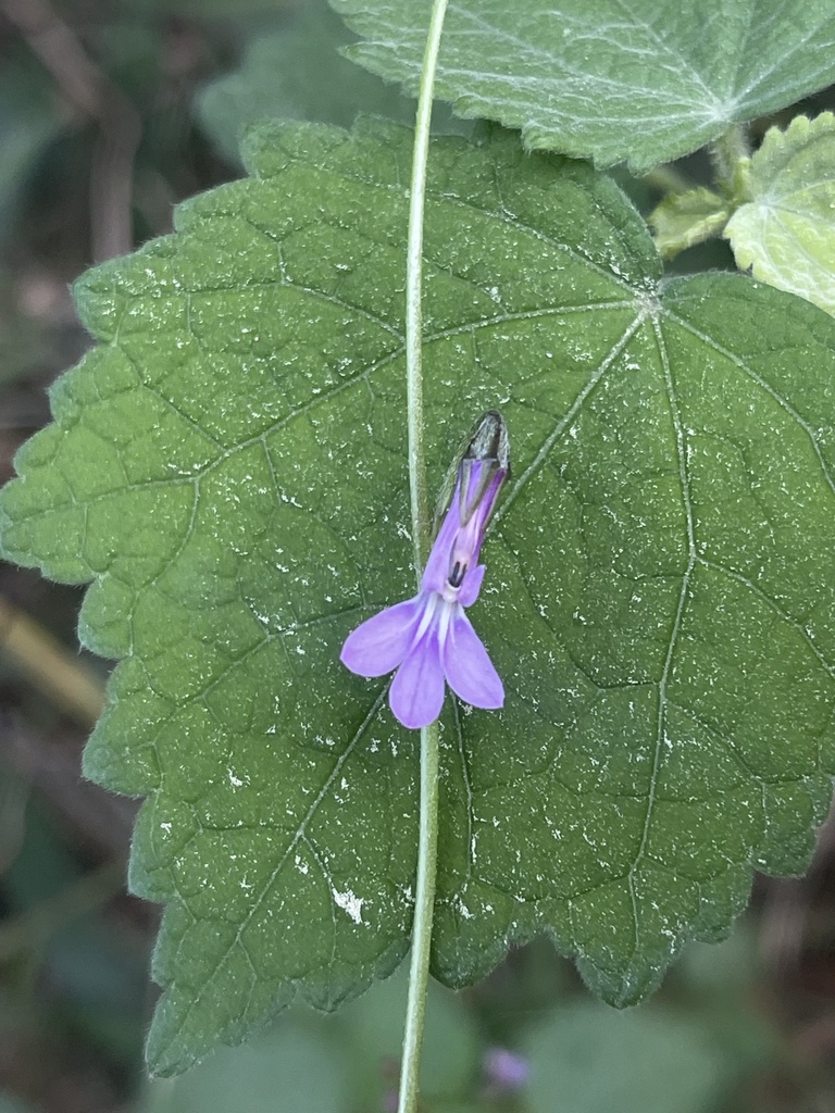 Lobelia goetzei