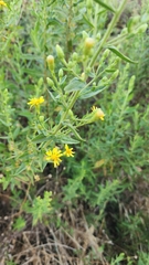 Dittrichia graveolens