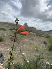 Clinopodium mexicanum
