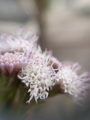 Ageratina scorodonioides
