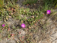 Carpobrotus virescens