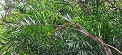 Calameae