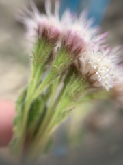 Ageratina scorodonioides