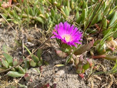 Carpobrotus virescens