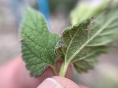 Ageratina scorodonioides