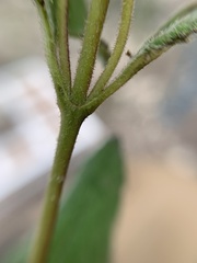 Ageratina scorodonioides