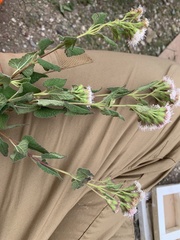 Ageratina scorodonioides