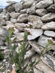 Ageratina scorodonioides