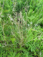 Juncus articulatus limosus
