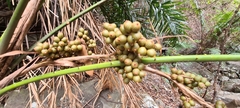 Calameae