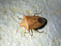 Euschistus ictericus