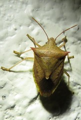 Euschistus ictericus