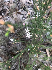 Philotheca angustifolia